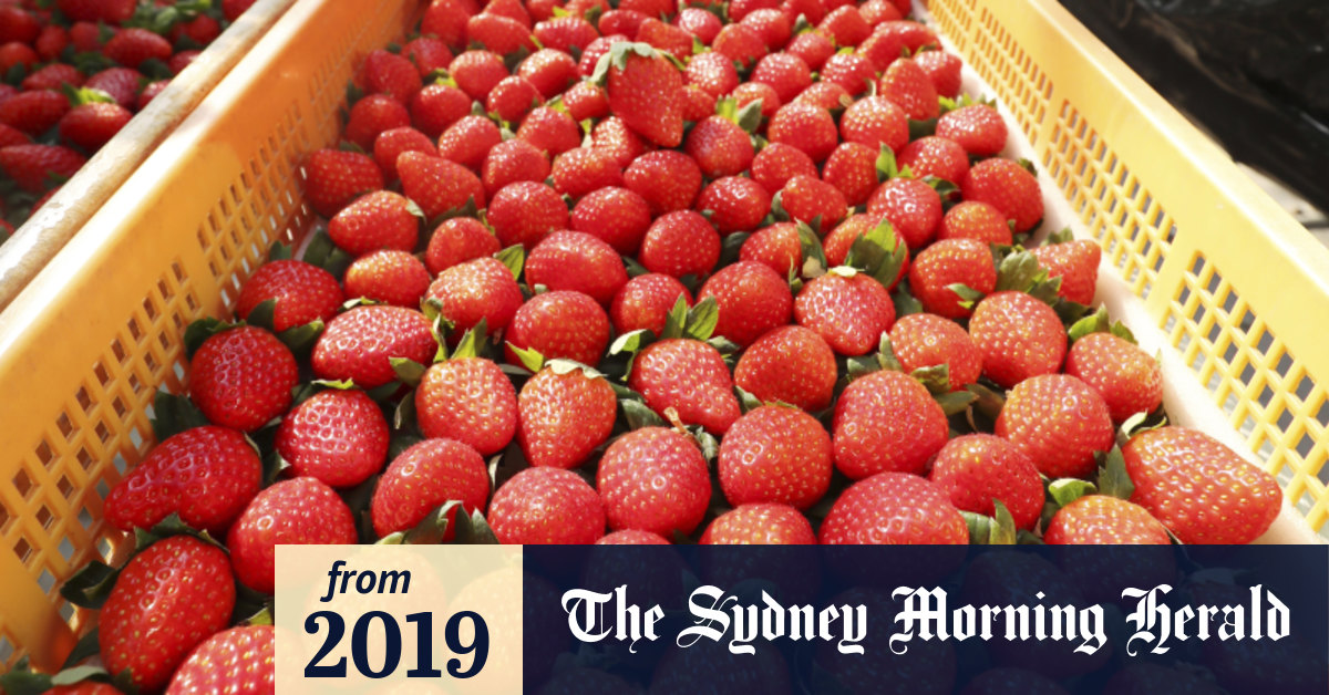 Japanese strawberries moving closer to Australian dinner tables